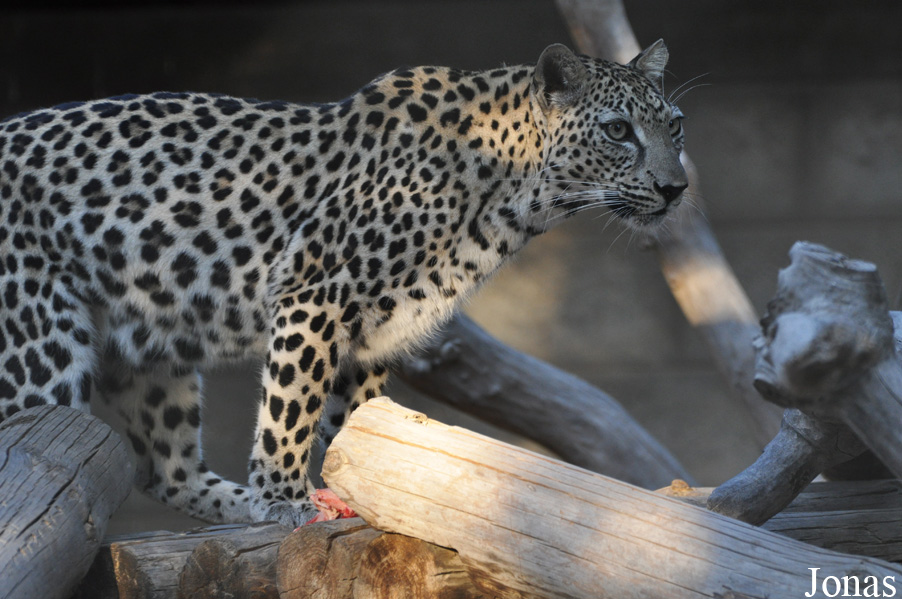 Panthera pardus nimr
