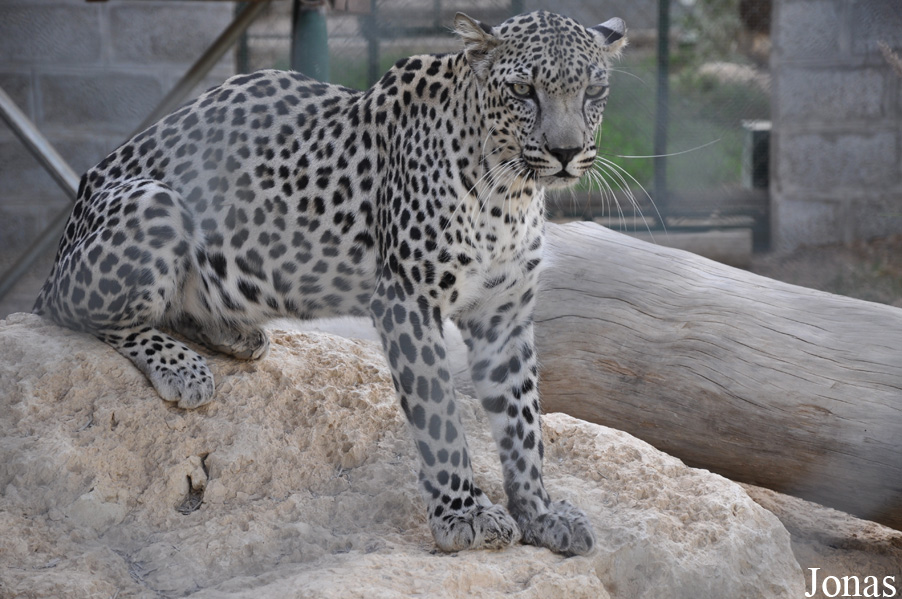 Panthera pardus nimr