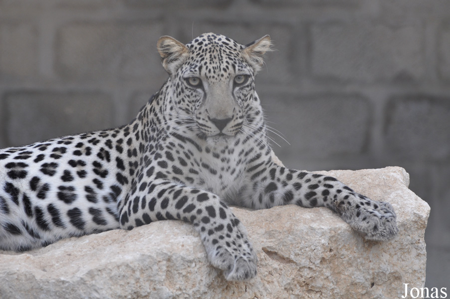 Panthera pardus nimr