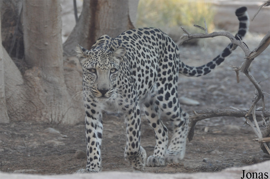 Panthera pardus nimr