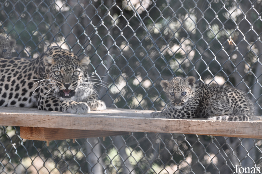 Panthera pardus nimr