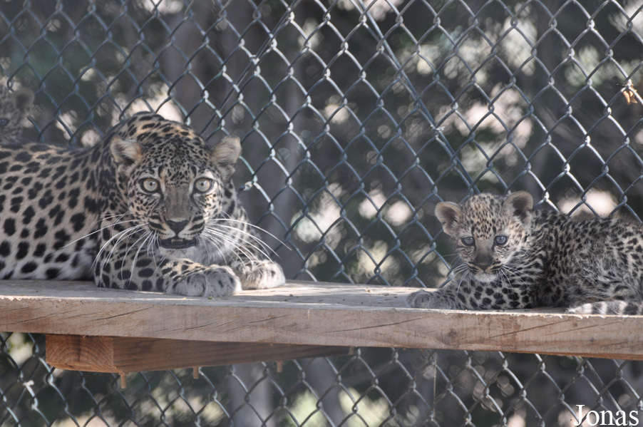 Panthera pardus nimr