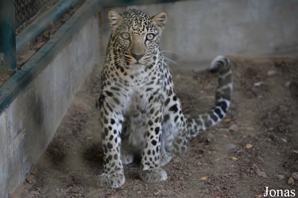 Panthera pardus nimr