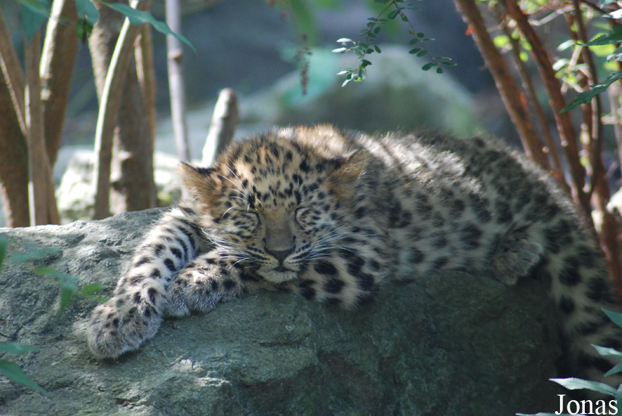Panthera pardus orientalis