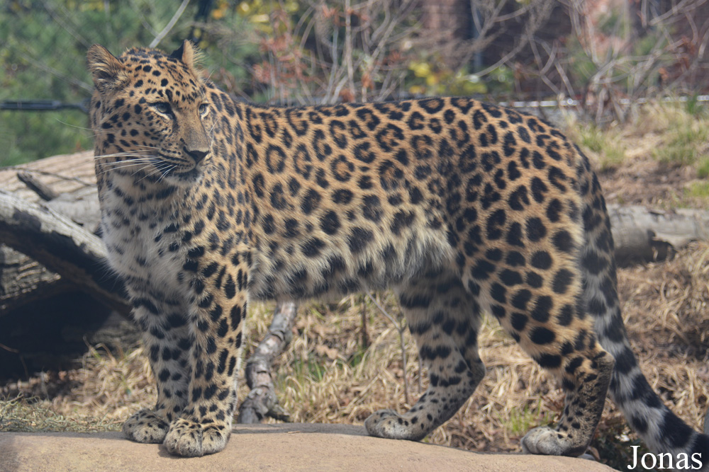 Panthera pardus orientalis