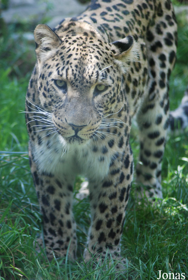 Panthera pardus saxicolor