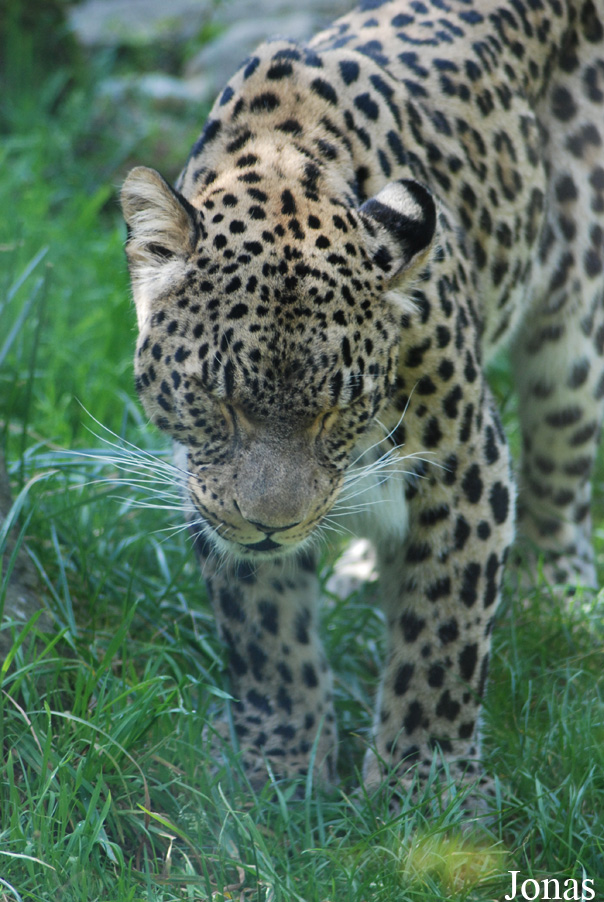 Panthera pardus saxicolor