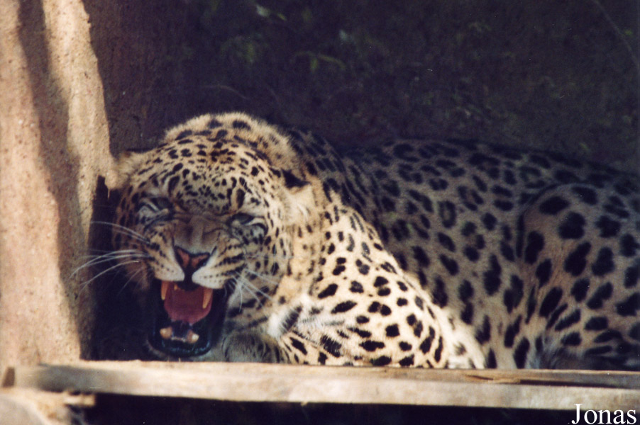Panthera pardus saxicolor