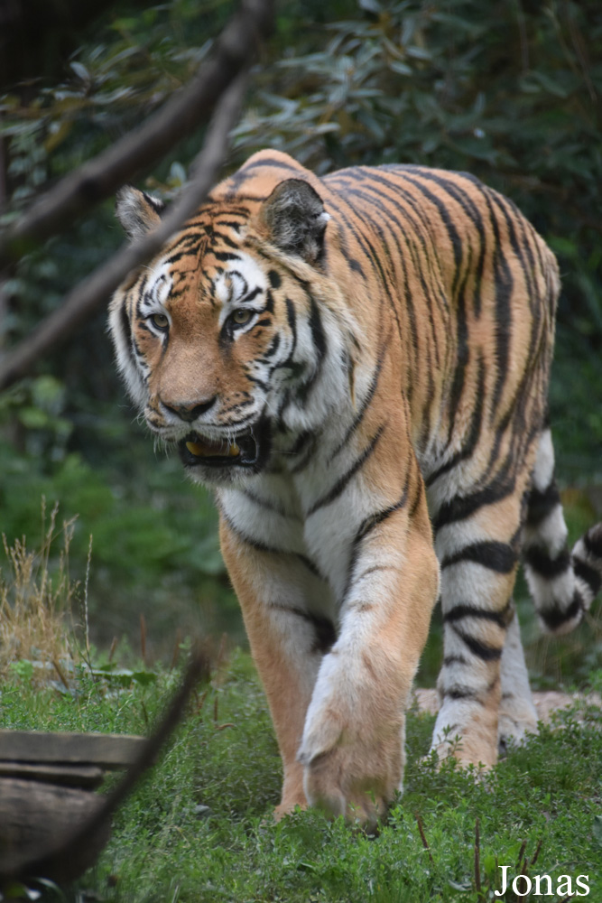 Panthera tigris