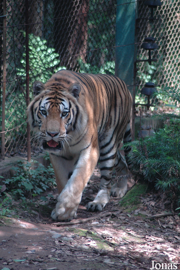 Panthera tigris