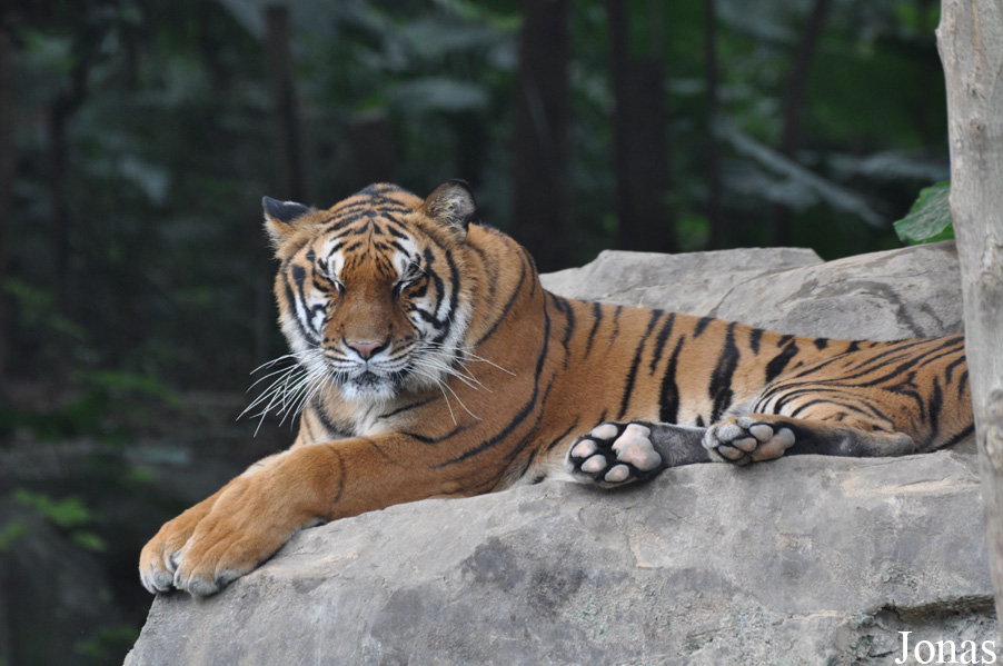 Panthera tigris