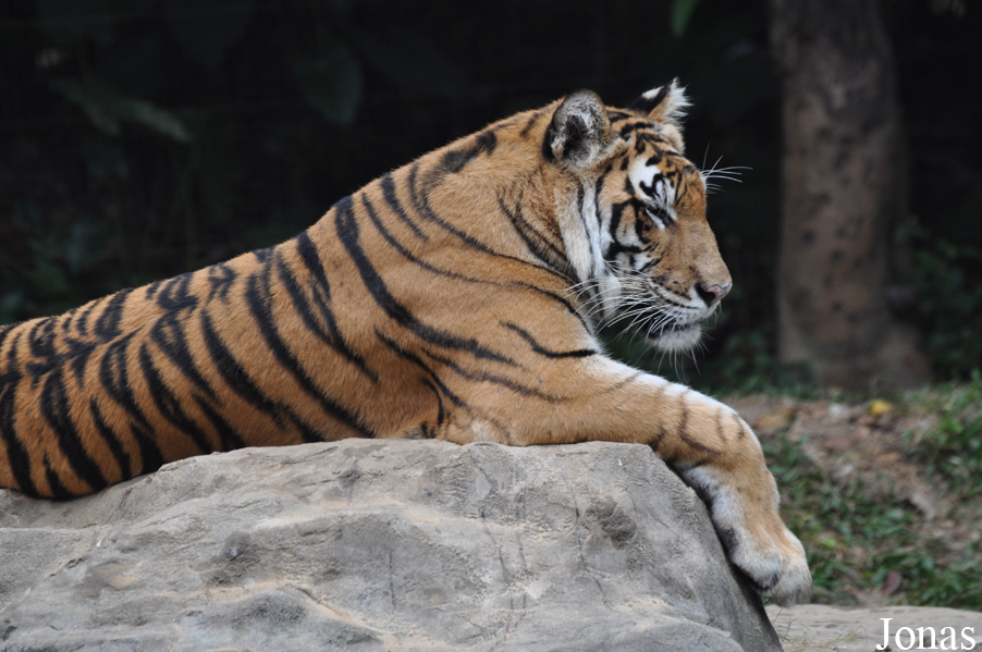 Panthera tigris