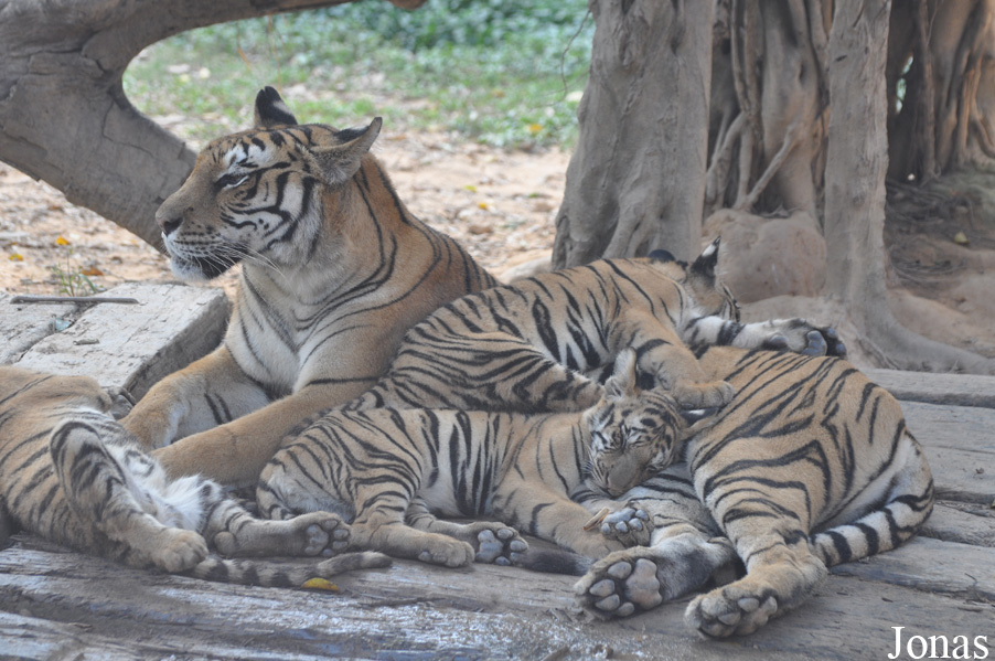 Panthera tigris