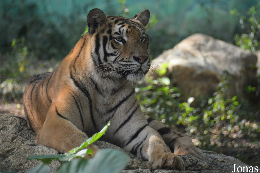 Panthera tigris