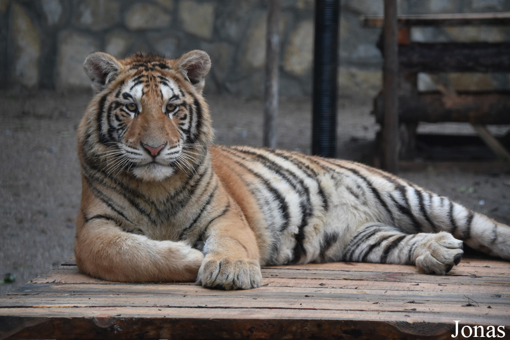 Panthera tigris