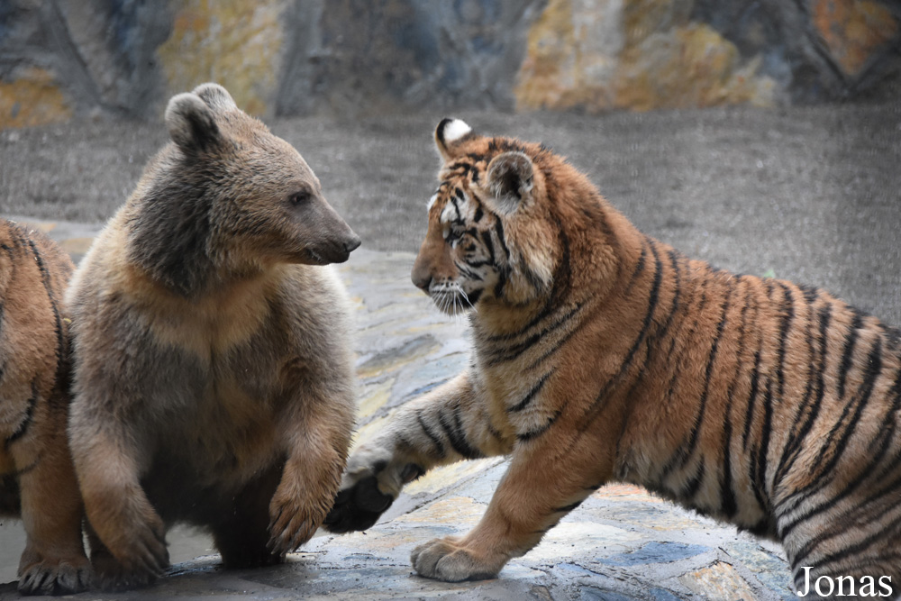 Panthera tigris