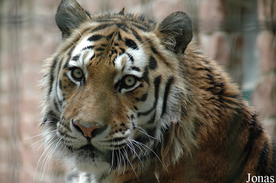 Panthera tigris