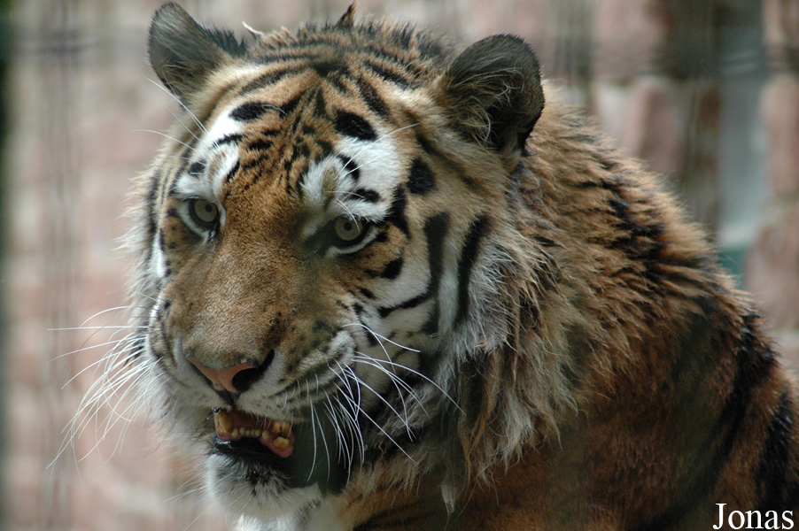 Panthera tigris