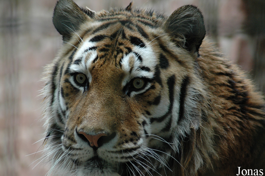 Panthera tigris