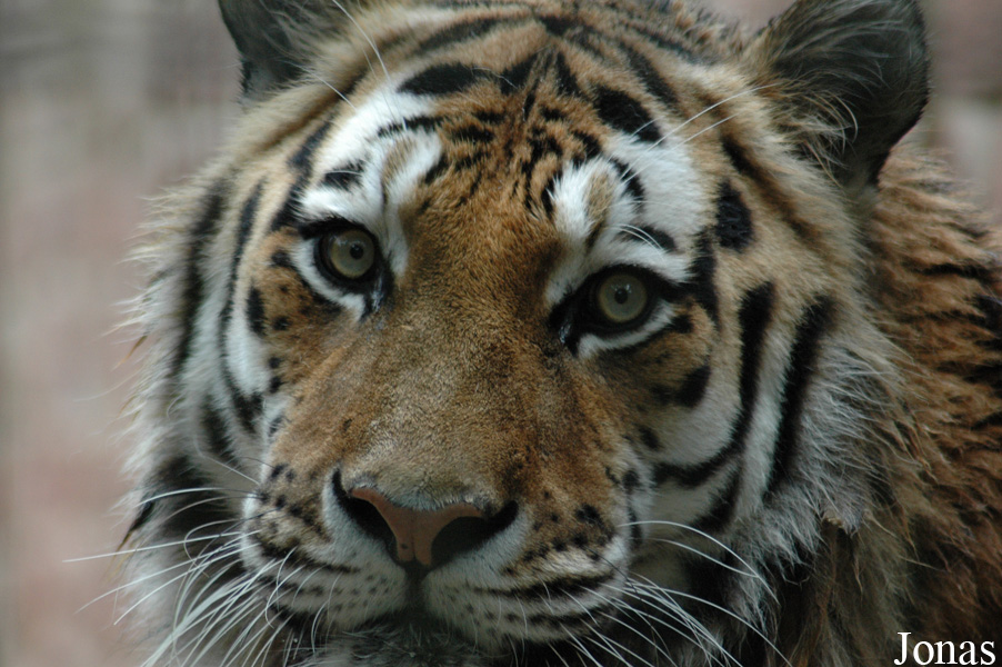 Panthera tigris