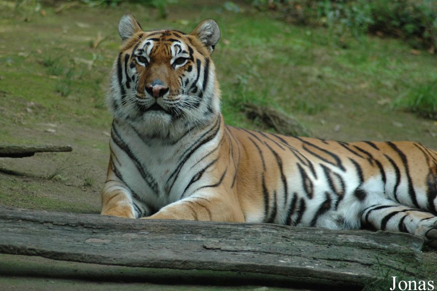 Panthera tigris