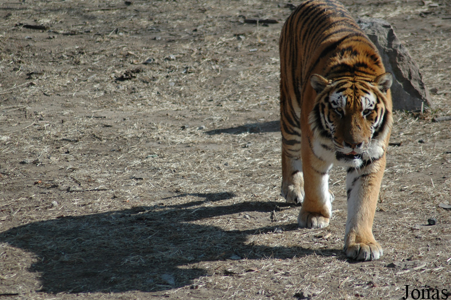 Panthera tigris