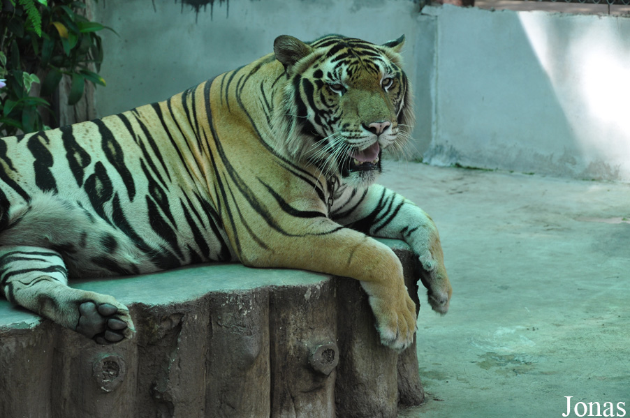 Panthera tigris