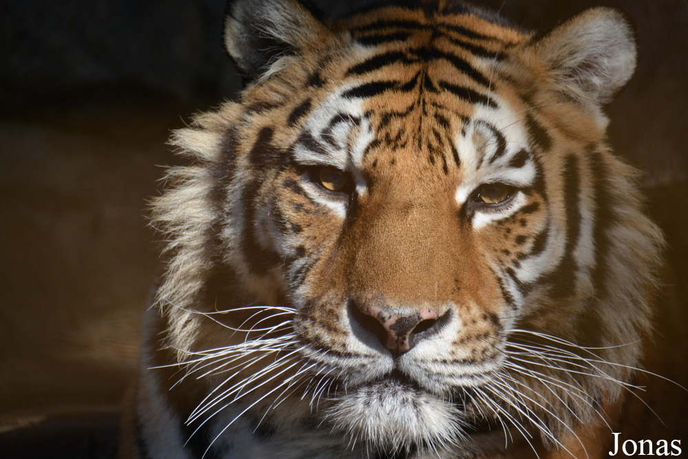 Panthera tigris