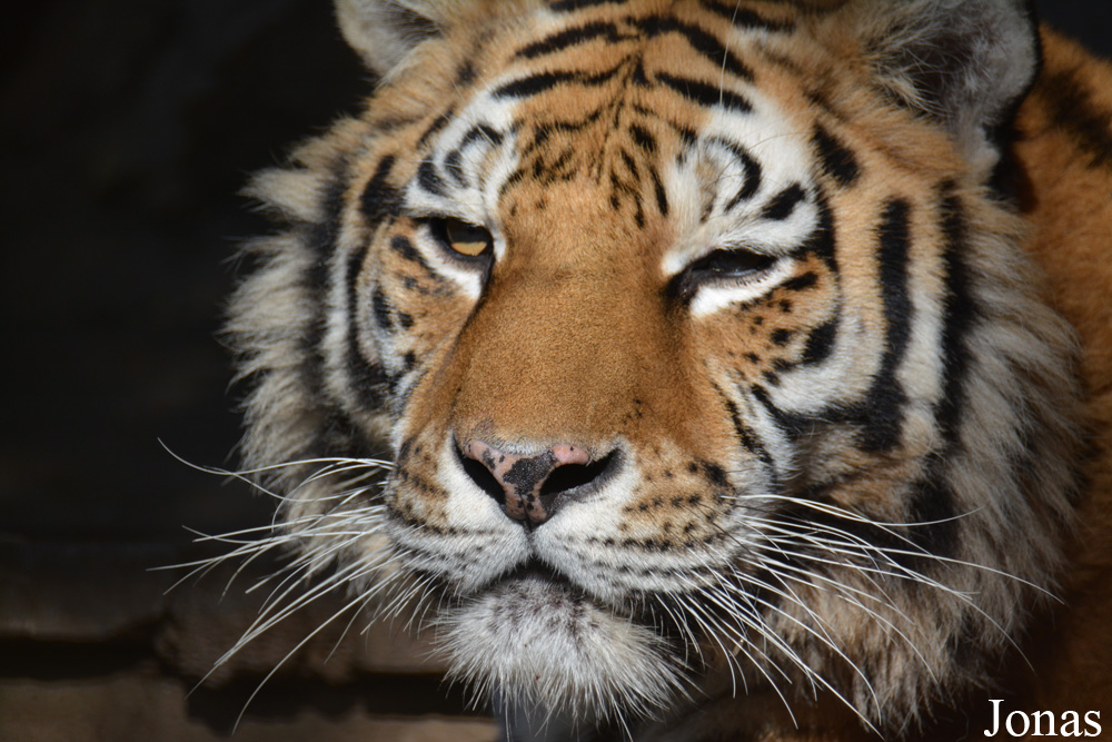 Panthera tigris
