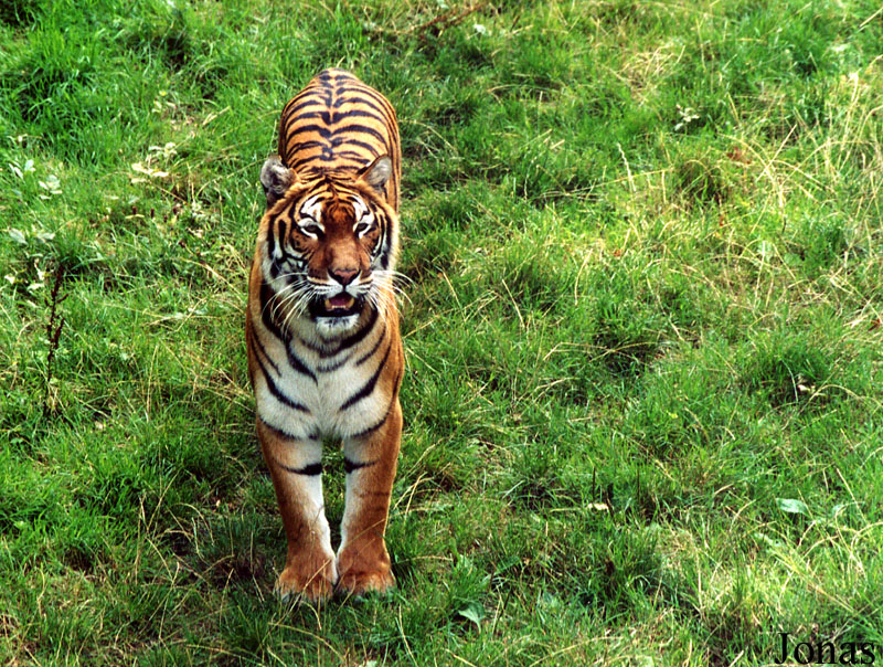 Panthera tigris