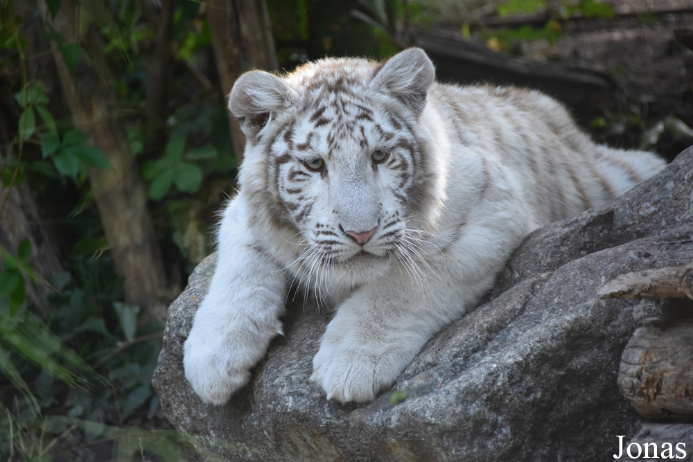 Panthera tigris blanc