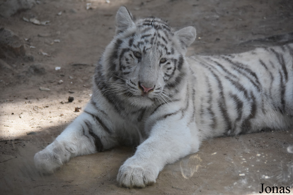 Panthera tigris blanc