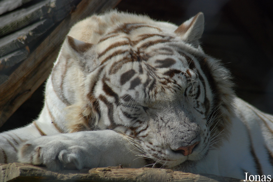 Panthera tigris blanc