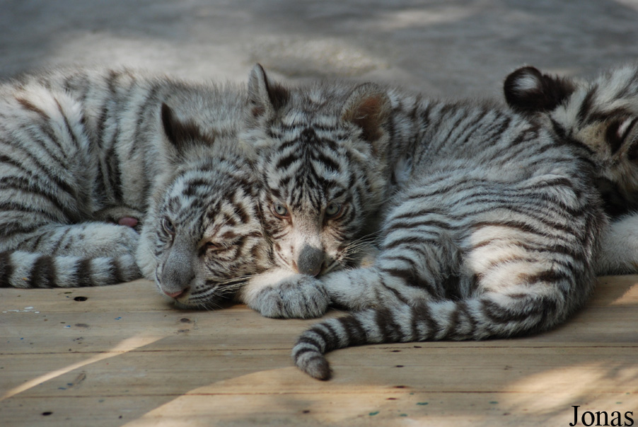 Panthera tigris blanc
