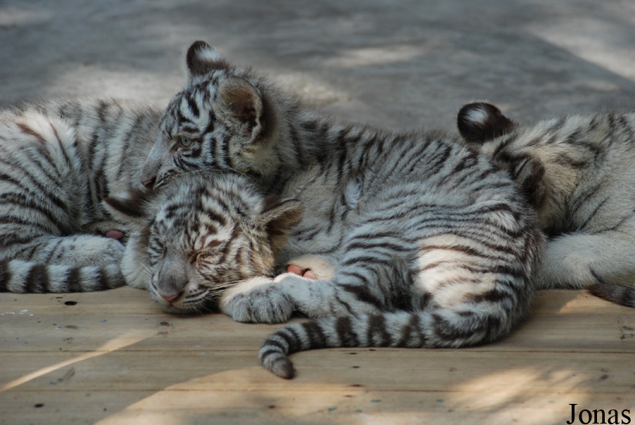 Panthera tigris blanc