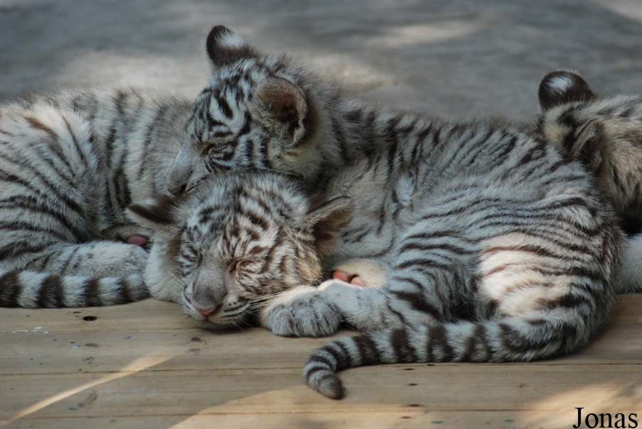 Panthera tigris blanc