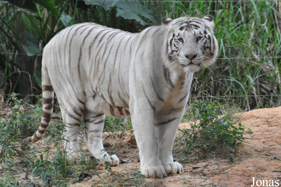 Panthera tigris blanc
