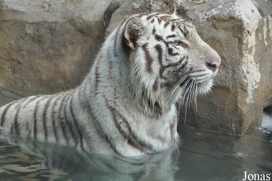 Panthera tigris blanc