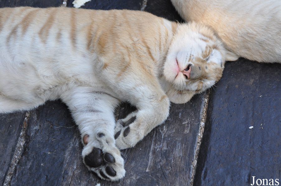 Panthera tigris blanc