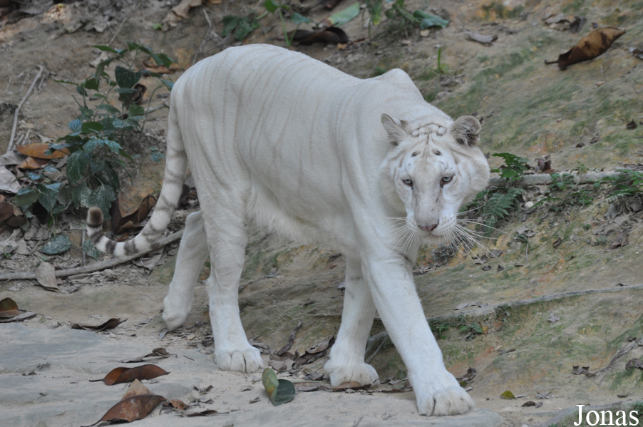 Panthera tigris blanc