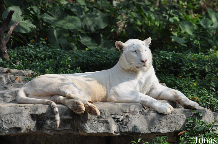 Panthera tigris blanc