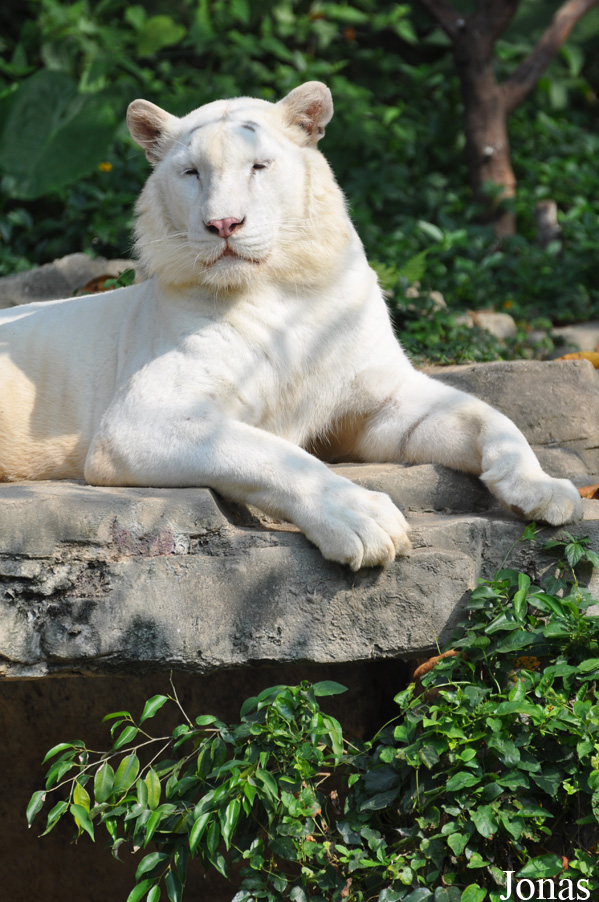 Panthera tigris blanc