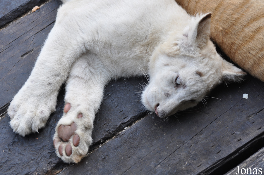 Panthera tigris blanc