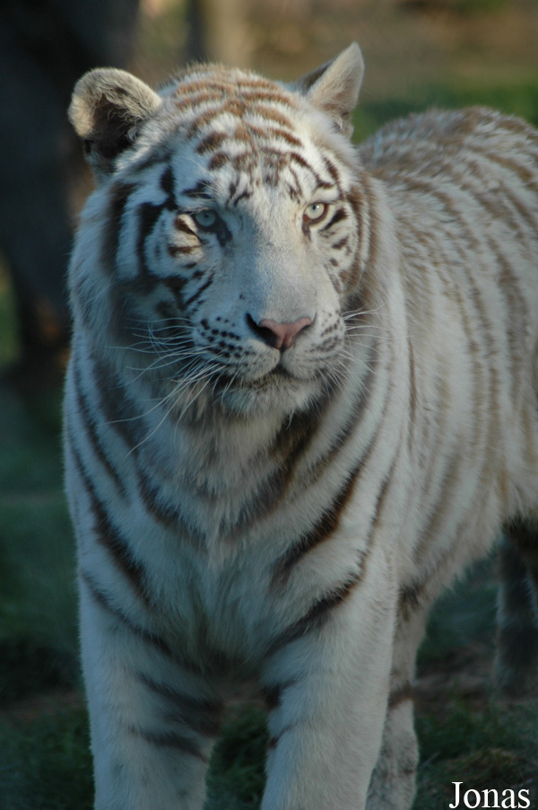 Panthera tigris blanc