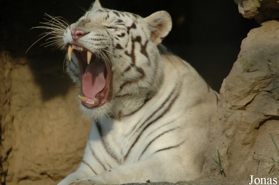 Panthera tigris blanc