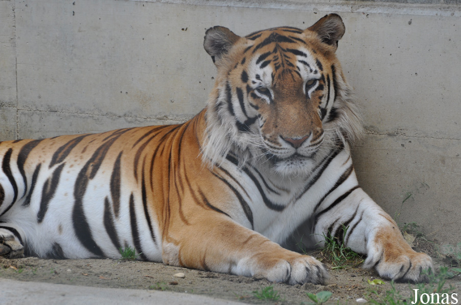 Panthera tigris altaica