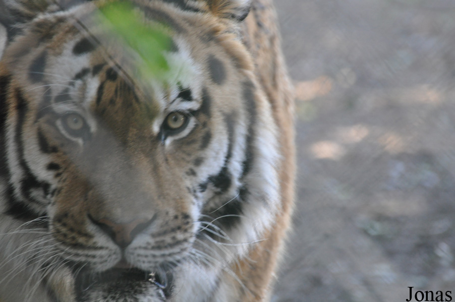 Panthera tigris altaica