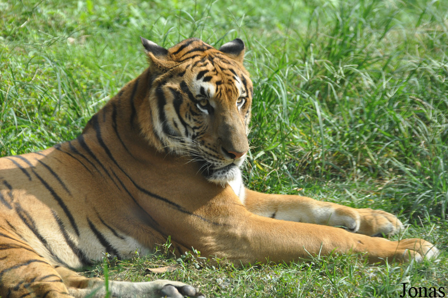 Panthera tigris amoyensis