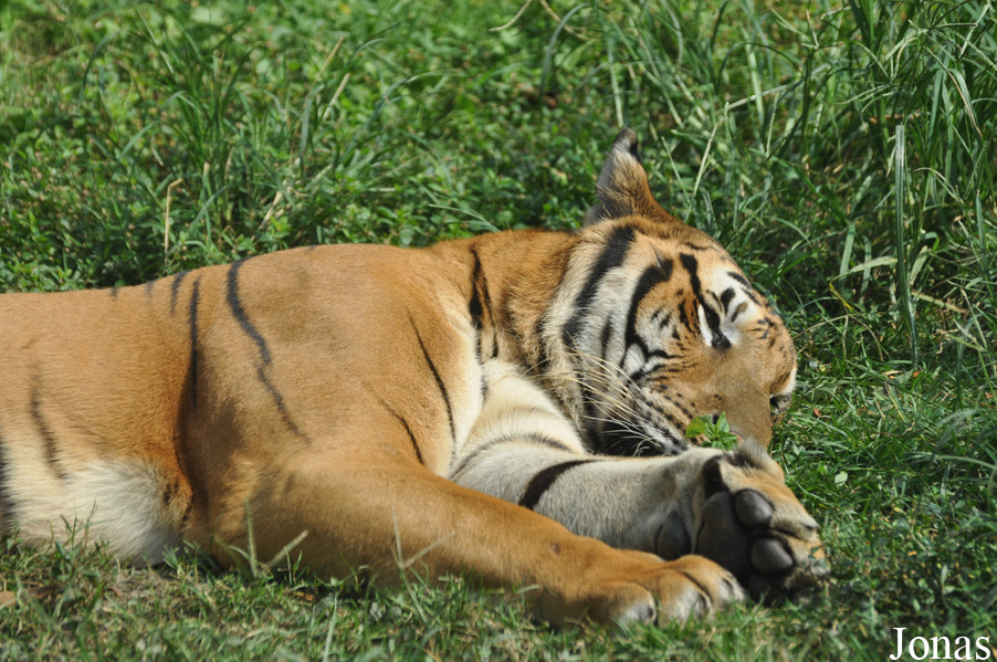 Panthera tigris amoyensis