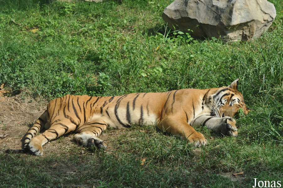 Panthera tigris amoyensis